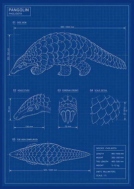 Pangolin Blueprint