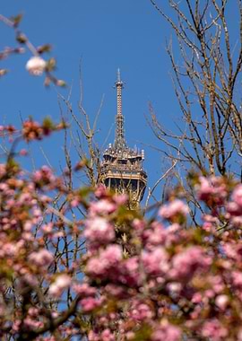 Eiffel Tower Through Cherry Blossoms