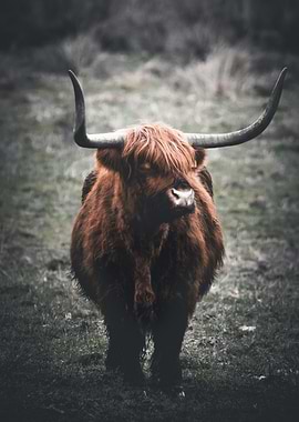 Highland Cow in Grassy Field