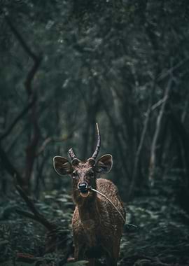 Deer eating grass in forest