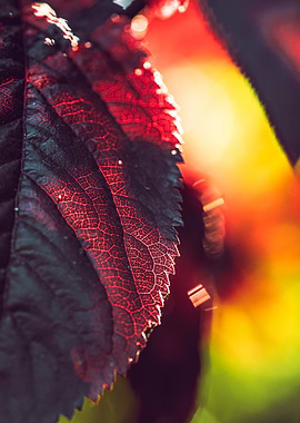Close-up of a dark red leaf with veins