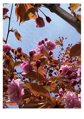 Pink Cherry Blossoms Against Blue Sky