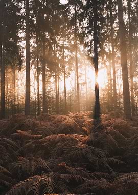 Sunbeams through a misty forest