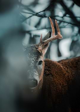 Deer in a Snowy Forest
