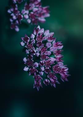 Close-up of pink sedum flowers
