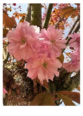 Pink Cherry Blossoms on Tree Trunk