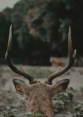 Deer with Antlers and Tag