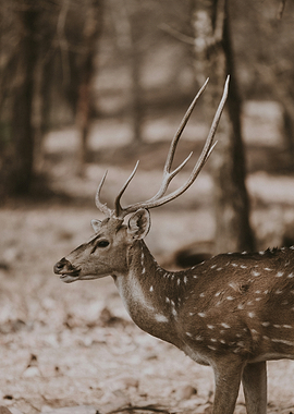 Spotted Deer in Forest