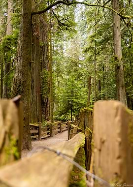 Forest Path with Wooden Fence MacMillan Provincial Park