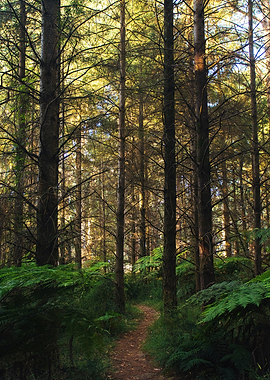 Forest Path with Ferns