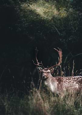 Majestic Deer in Forest