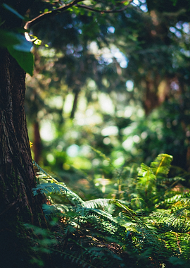 Sunlit Forest Floor with Ferns