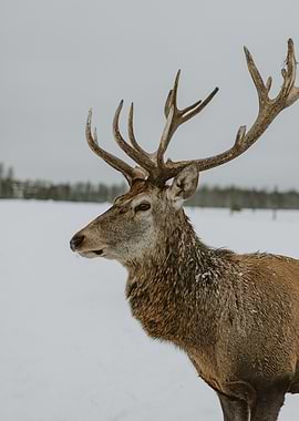 Majestic Deer in Snowy Landscape