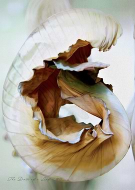 Close-up of a curled, dried leaf