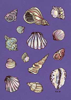 SEASHELLS