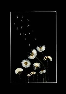Dandelion Flower Composition on Black – Detailed Botanical Wall Art