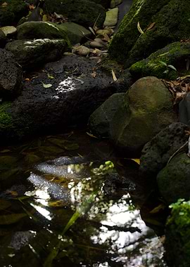 Looking deep into the forest pool