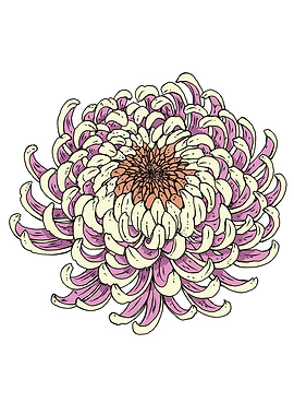 Detailed Chrysanthemum Flower Illustration