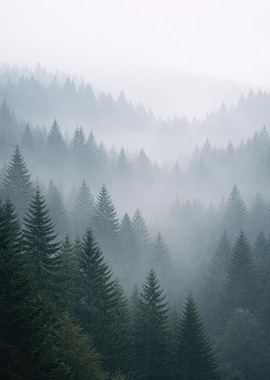 Misty Forest Landscape - Mystical Ethereal Woodland Fog