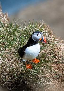 Puffin on a grassy cliff