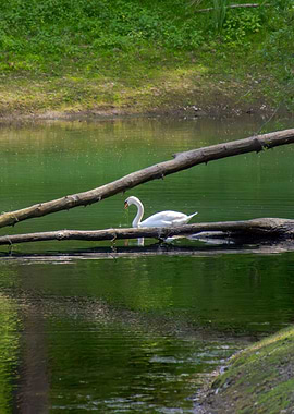 Swan swimming in a lake