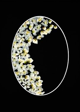 White Cherry Blossoms in Oval Frame