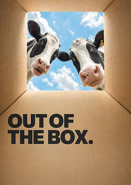 Out of the Box Cows