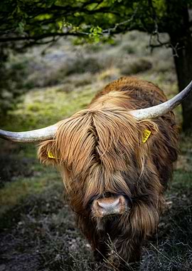 Highland Cow with Long Horns