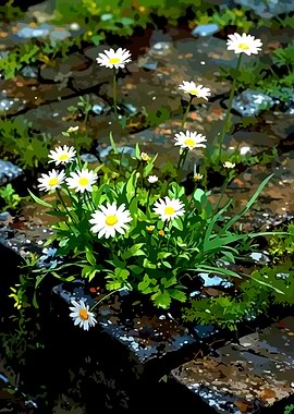 Daisies Growing on Stone