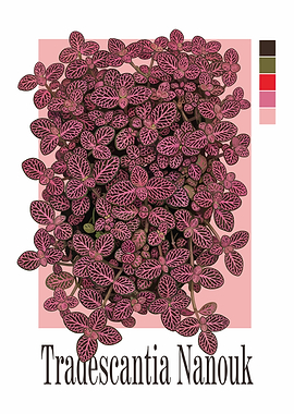 Tradescantia Nanouk Plant Illustration