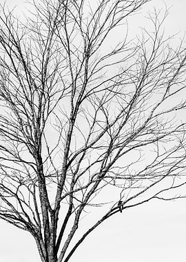 Bare Tree Branches with a Bird