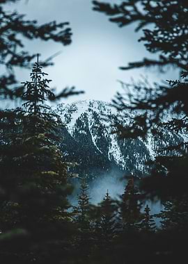 Snowy Mountain Peak Through Pine Trees