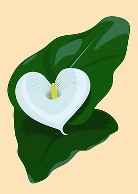 White Calla Lily with Green Leaves