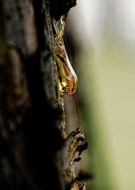 Tree Sap Droplet on Bark