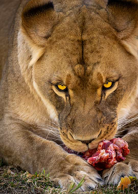 Proper Dinner Etiquette