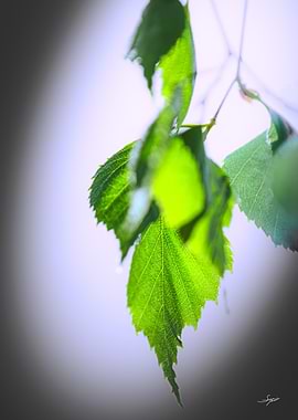 Sunlit Green Leaves