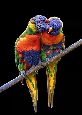 Two Rainbow Lorikeets on a Branch