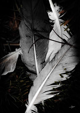 Feather Shine