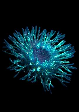 Core of Luminescence