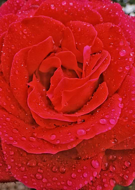 Velvet Crimson Rose – Water Droplets Macro'