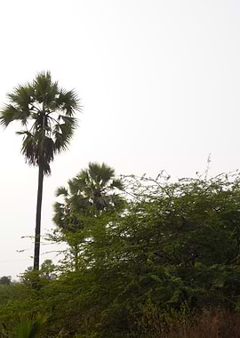 Palm Trees and Lush Greenery