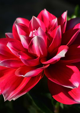 Crimson Bloom – Radiant Red Dahlia