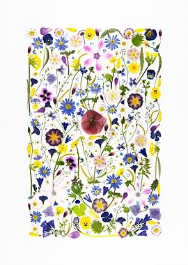 Collage of Pressed Wildflowers