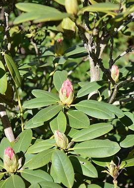 Rhododendron Buds in Bloom