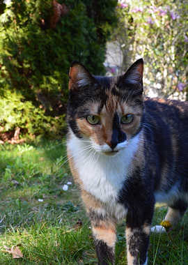 Calico Cat in a Garden
