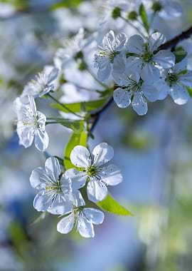 Cherry Blossoms in Bloom