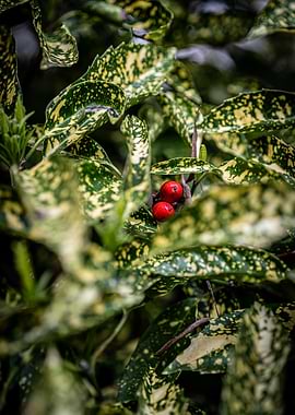 Red Berries on Variegated Leaves
