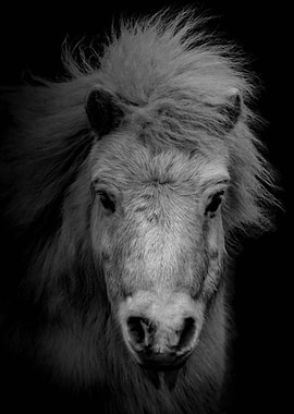 Black and White Horse Portrait