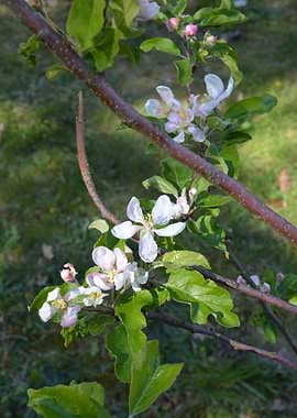 Apple Blossoms on a Branch