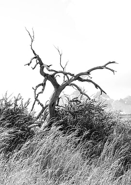 Gnarled Dead Tree in Grassy Landscape